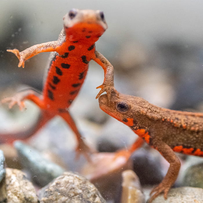爬虫類・両生類・奇蟲のお世話